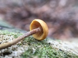 Xeromphalina cauticinalis image