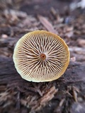 Xeromphalina cauticinalis image