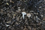 Hygrophorus roseobrunneus image
