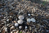 Amanita magniverrucata image
