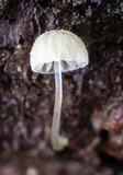 Mycena adscendens image