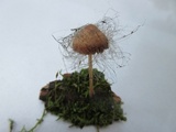 Spinellus fusiger image