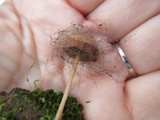 Spinellus fusiger image