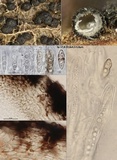 Herpotrichia herpotrichoides image