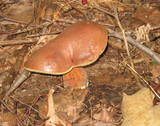 Boletus badius image