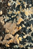 Clonostachys rosea image