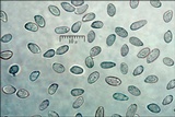 Clonostachys rosea image