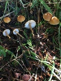 Cystoderma amianthinum image