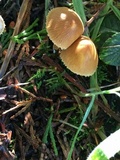 Cystoderma amianthinum image