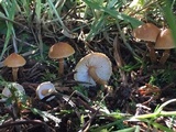 Cystoderma amianthinum image