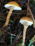 Cystoderma amianthinum image