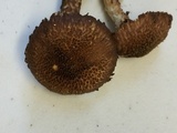 Inocybe hystrix image