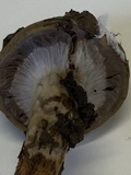 Cortinarius glutinosoarmillatus image