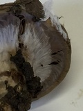 Cortinarius glutinosoarmillatus image