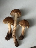 Hygrocybe nitrata image