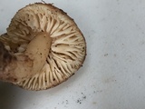 Hygrocybe nitrata image