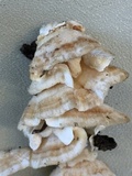Trametes pubescens image