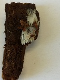 Mucronella calva image
