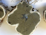 Trappea darkeri image