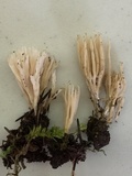 Aphelaria tuberosa image