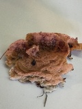 Merulius tremellosus image