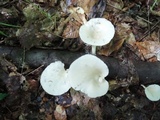 Pleurotus cornucopiae image