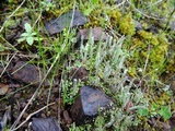 Cladonia coniocraea image