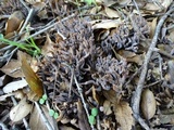 Clavulina cinerea image