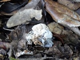 Hypomyces cervinigenus image