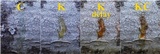 Phlyctis agelaea image