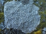 Ochrolechia parella image