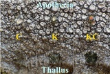 Ochrolechia parella image