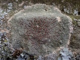 Lecanora campestris image