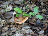Lactarius xanthogalactus image