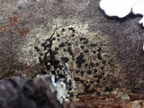 Buellia chloroleuca image