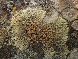 Lecanora muralis image