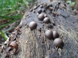 Lycogala epidendrum image