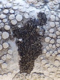 Rinodina sophodes image