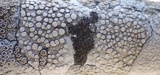 Rinodina sophodes image