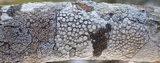 Rinodina sophodes image