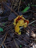 Hygrophorus siccipes image