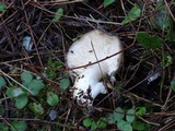 Hygrophorus agathosmus image