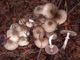 Agaricus moelleri image