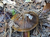 Suillus fuscotomentosus image
