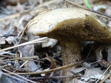 Suillus fuscotomentosus image