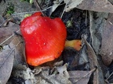 Hygrocybe punicea image