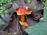 Hygrocybe punicea image