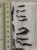 Xylaria arbuscula image