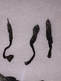 Xylaria arbuscula image