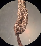 Xylaria arbuscula image